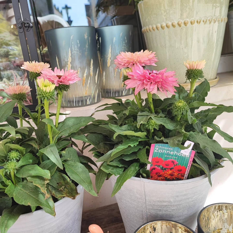 Zwei Blumentöpfe mit pinken und gelben Blüten
